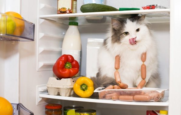В Великобритании за попытки сделать из кошек вегетарианцев могут привлечь к ответственности