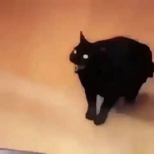 Почему люди стали бояться чёрных кошек