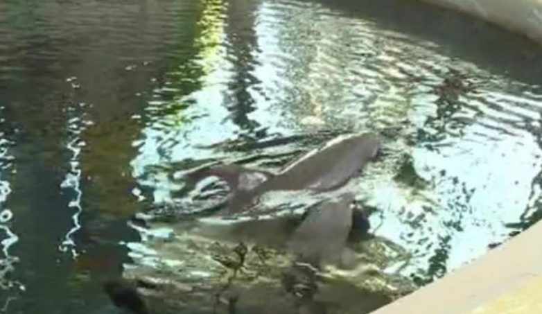 Жизнь дельфиненка оборвалась от переутомления прямо во время шоу