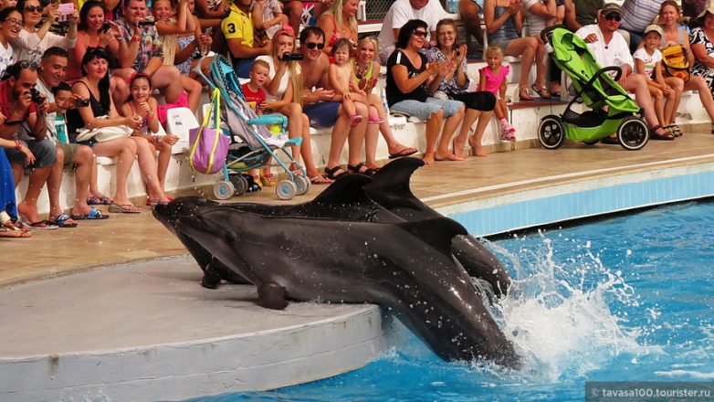 Жизнь дельфиненка оборвалась от переутомления прямо во время шоу