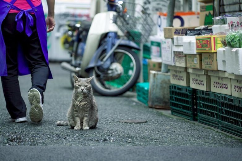 Уличные коты
