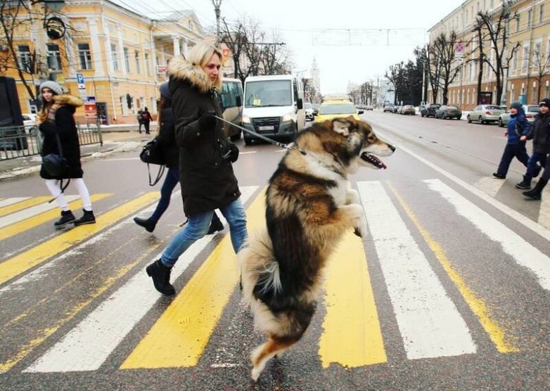 Удивительный пёс из Воронежа