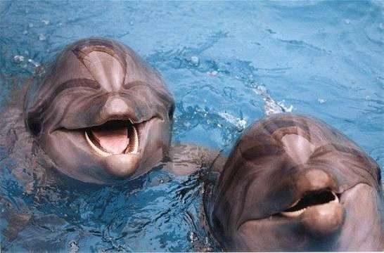 Индия признала дельфинов личностями