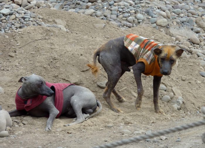 Голые перуанские собаки