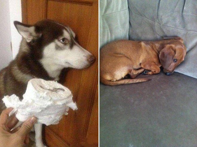 Собаки, которым очень стыдно за своё поведение