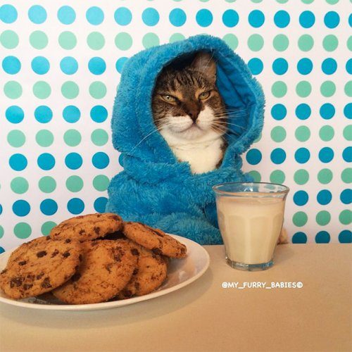 Кот, который любит печеньки и голубой комбинезон