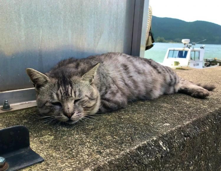 Кошки с «кошачьего острова» Окишима пережили тайфун