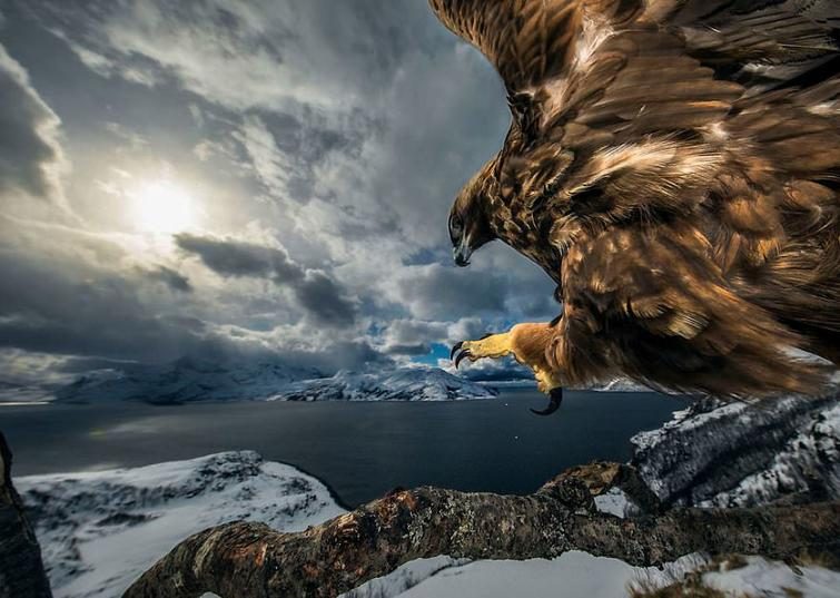Лучшие фотографии дикой природы с фотоконкурса «Wildlife Photographer of the Year 2019»