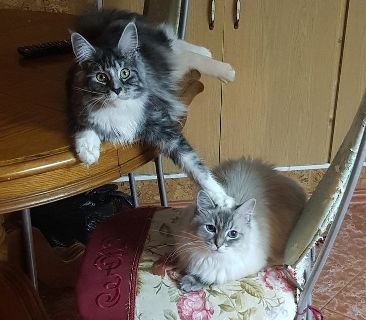 Кошки, которые доказывают, кто в доме хозяин
