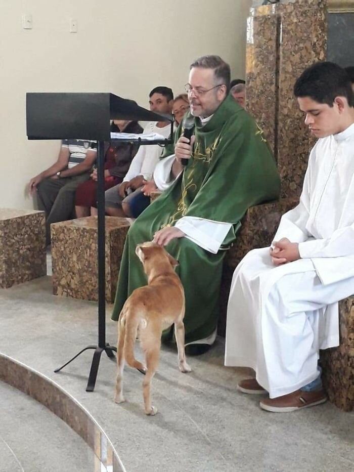 Пастырь устроил в церкви собачий приют
