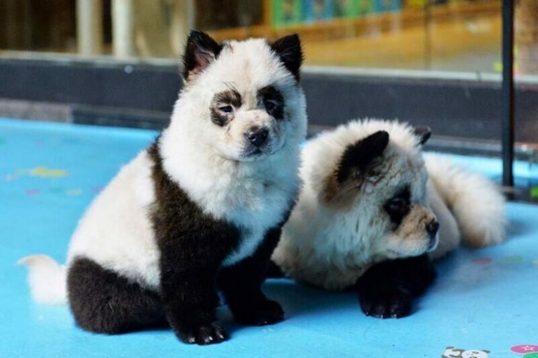 В Китае щенков чау-чау покрасили в панд