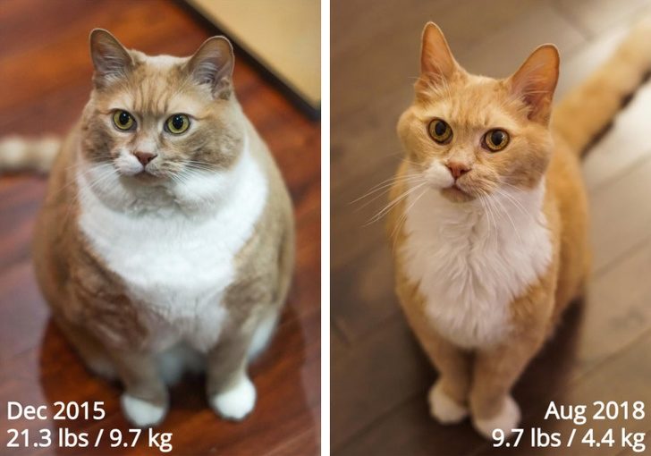 Животные, которые сражаются с лишним весом