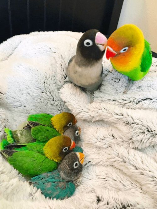 Нежная любовь попугаев