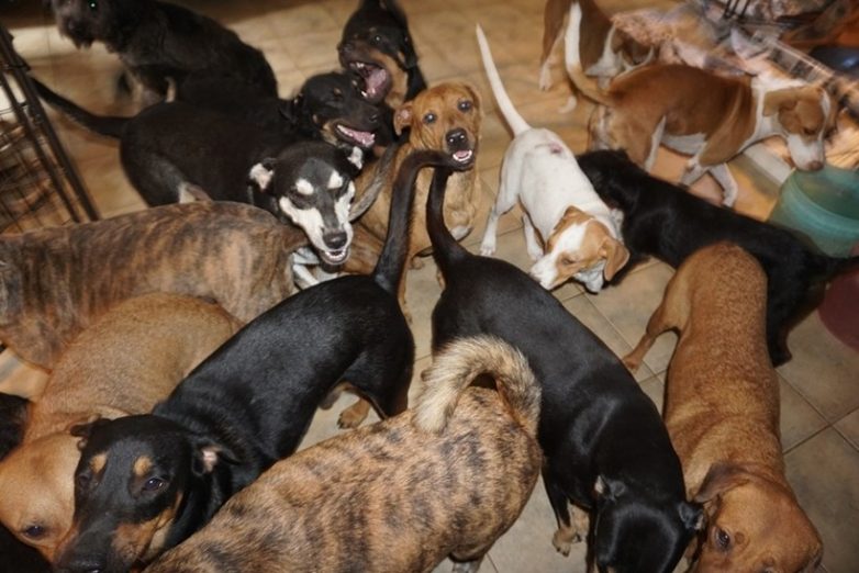 Женщина спрятала от урагана почти сто собак