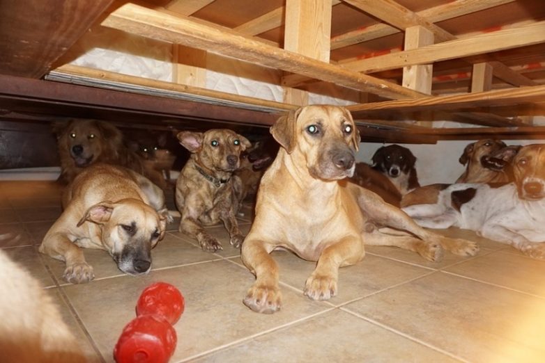 Женщина спрятала от урагана почти сто собак