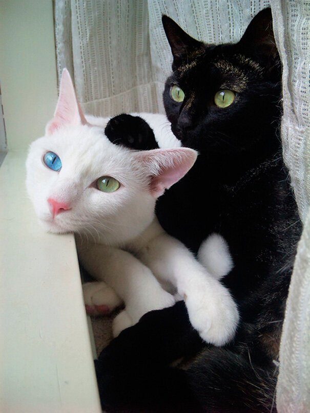 Чёрные и белые котики