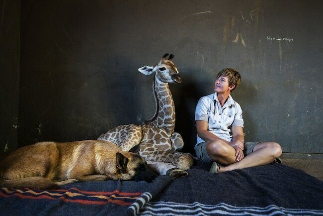 Удивительная дружба собаки и жирафа