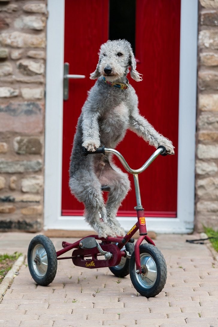 Пёс, который умеет кататься на трехколёсном велосипеде