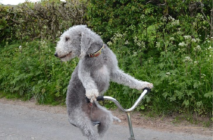 Пёс, который умеет кататься на трехколёсном велосипеде
