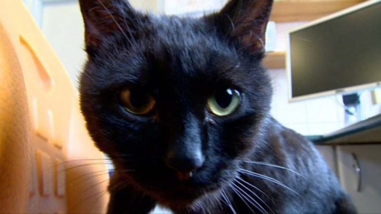 Спасённый кот теперь сам ухаживает за больными животными из приюта