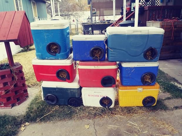 Дома для бездомных кошек