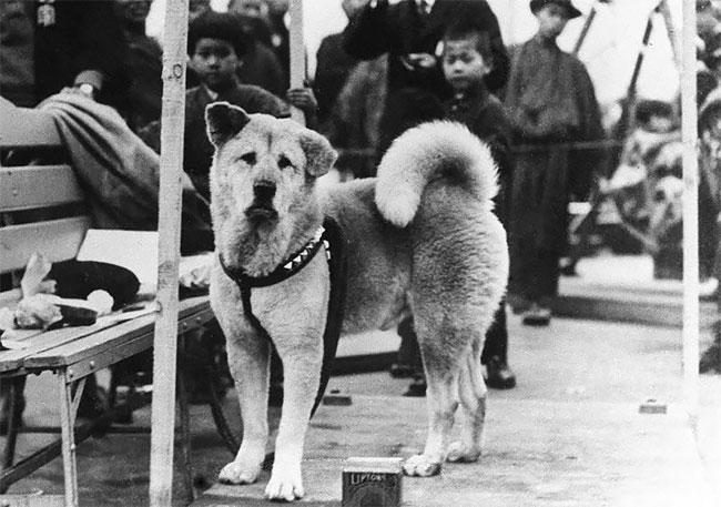 История самой верной собаки в мире