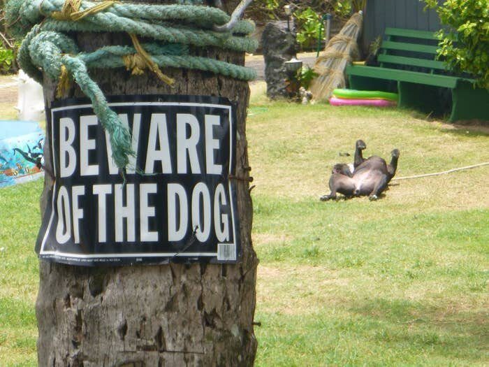 Осторожно, злая собака!