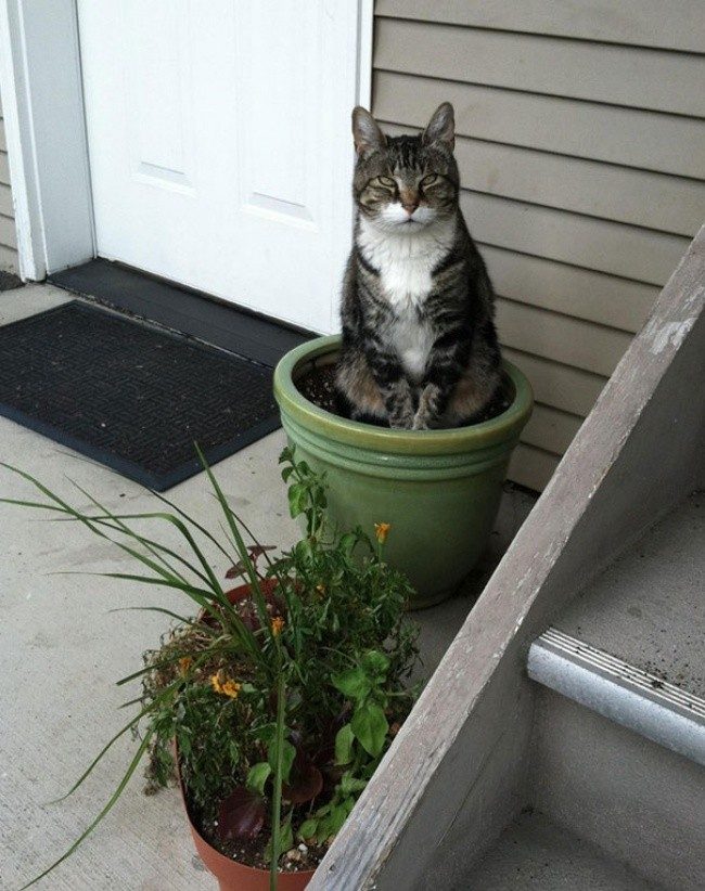 Доказательства того, что коты — это растения