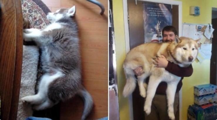 Милые щеночки до и после того, как они выросли