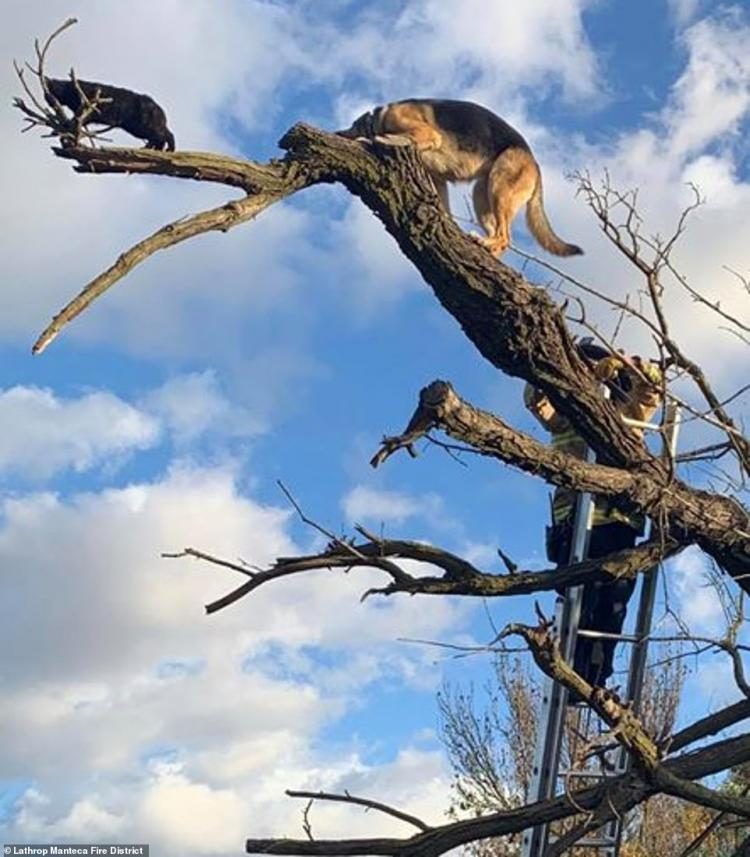 Овчарка сама не заметила, как забралась на вершину дерева