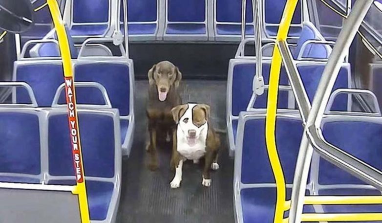 Водитель автобуса помогла найти дом двум потерявшимся собакам