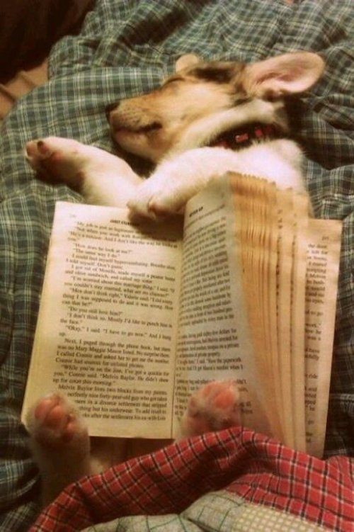 Собаки, которые тоже любят читать