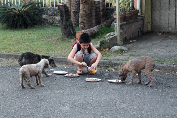 Мальчик тратил все свои деньги на еду для бездомных собак