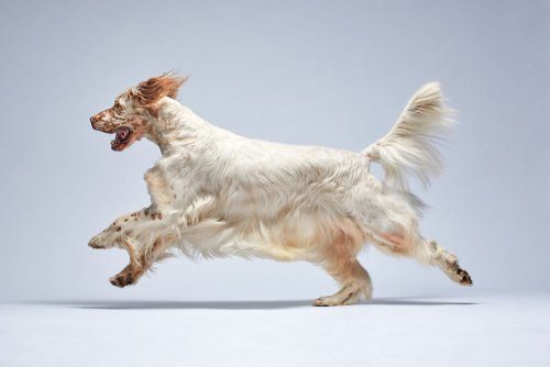 Собаки в портретах фотографа Александра Хохлова