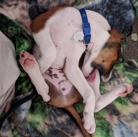 Эти собаки покажут, как нужно спать без задних ног