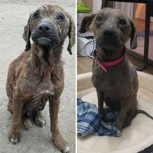 Собаки до и после того, как их спас от уличной жизни чилиец Давид Фернандес