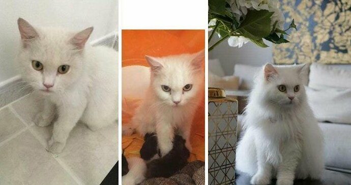 Трогательные фото кошек, которые обрели дом