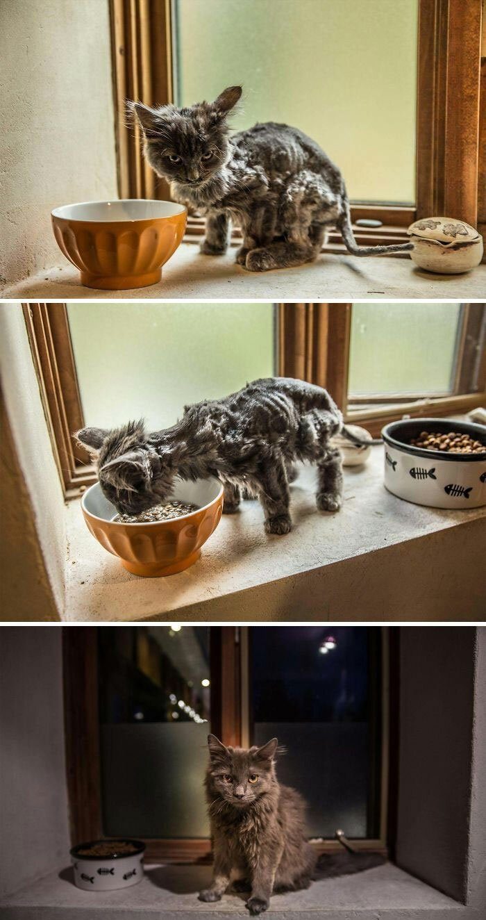 Трогательные фото кошек, которые обрели дом