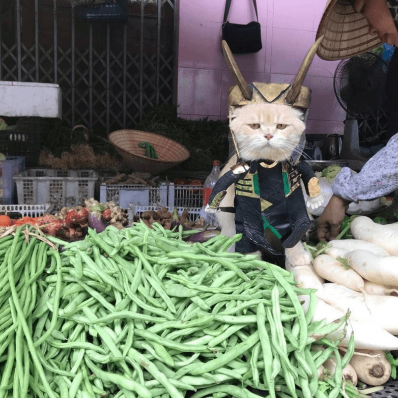 Кот, продающий рыбу на вьетнамском рынке
