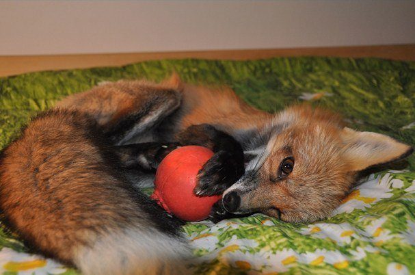 Счастливая судьба лисички Викси