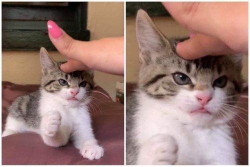 Коты, с которыми нужно держать ухо востро