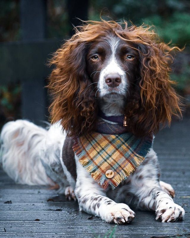 Невероятная причёска пса по кличке Финн