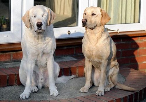Хозяину предложили взять другого пса вместо ослепшей собаки