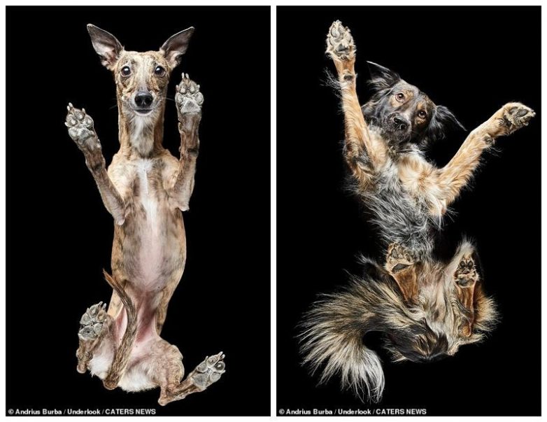 Оригинальные фотографии собак с неожиданного ракурса