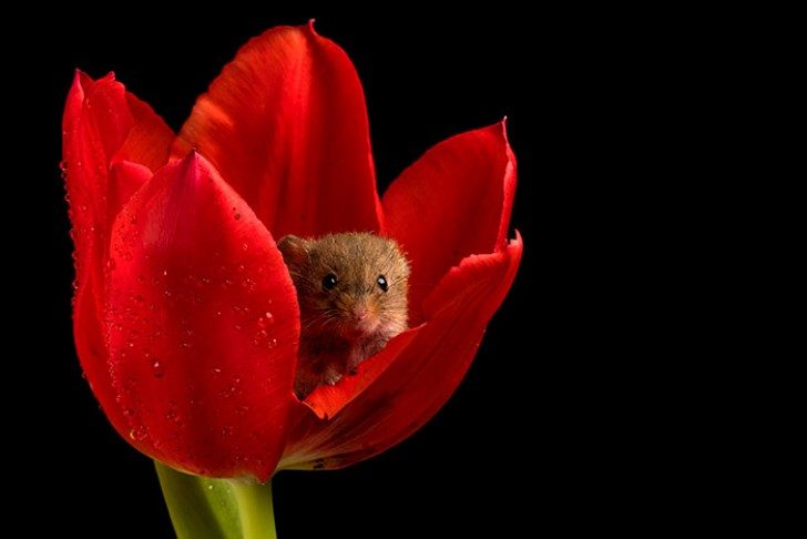 Мышки, которые обожают тюльпаны и весну