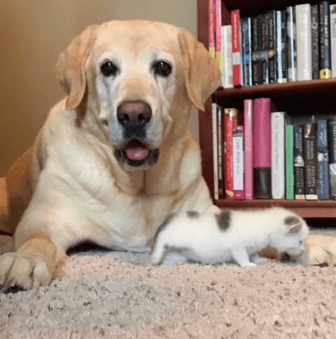 Пожилой лабрадор удочерил новорожденного котенка