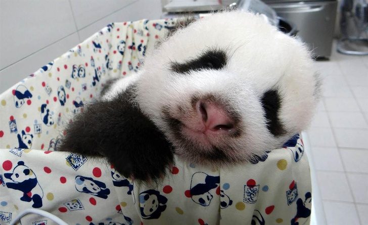 Спящие животные, которым явно снится что-то приятное