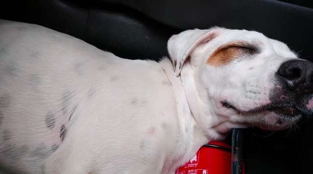 Бездомный пёс запрыгнул в случайную машину и сразу уснул