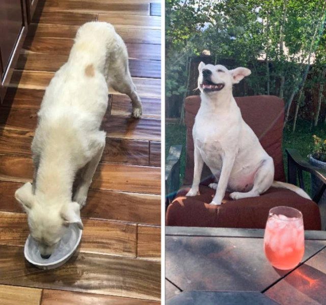Животные до и после того, как они нашли себе любящий дом
