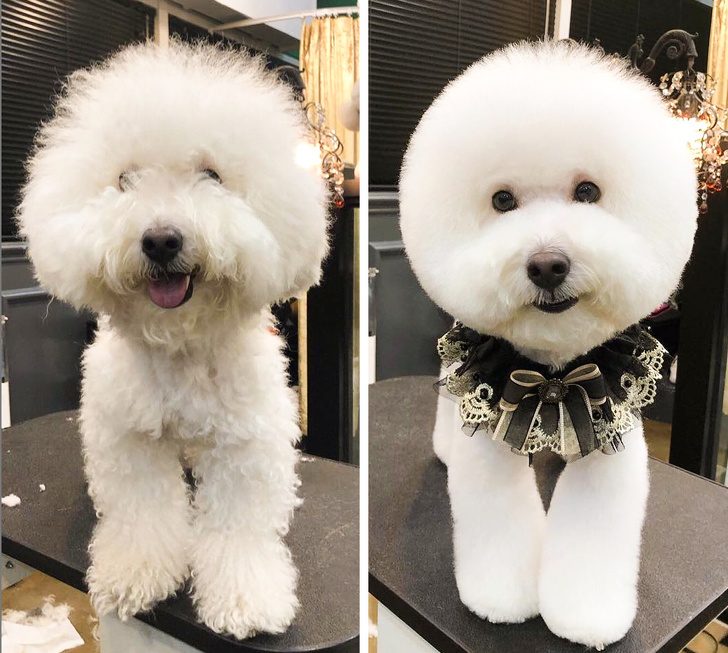 Собаки, которые посетили салон красоты